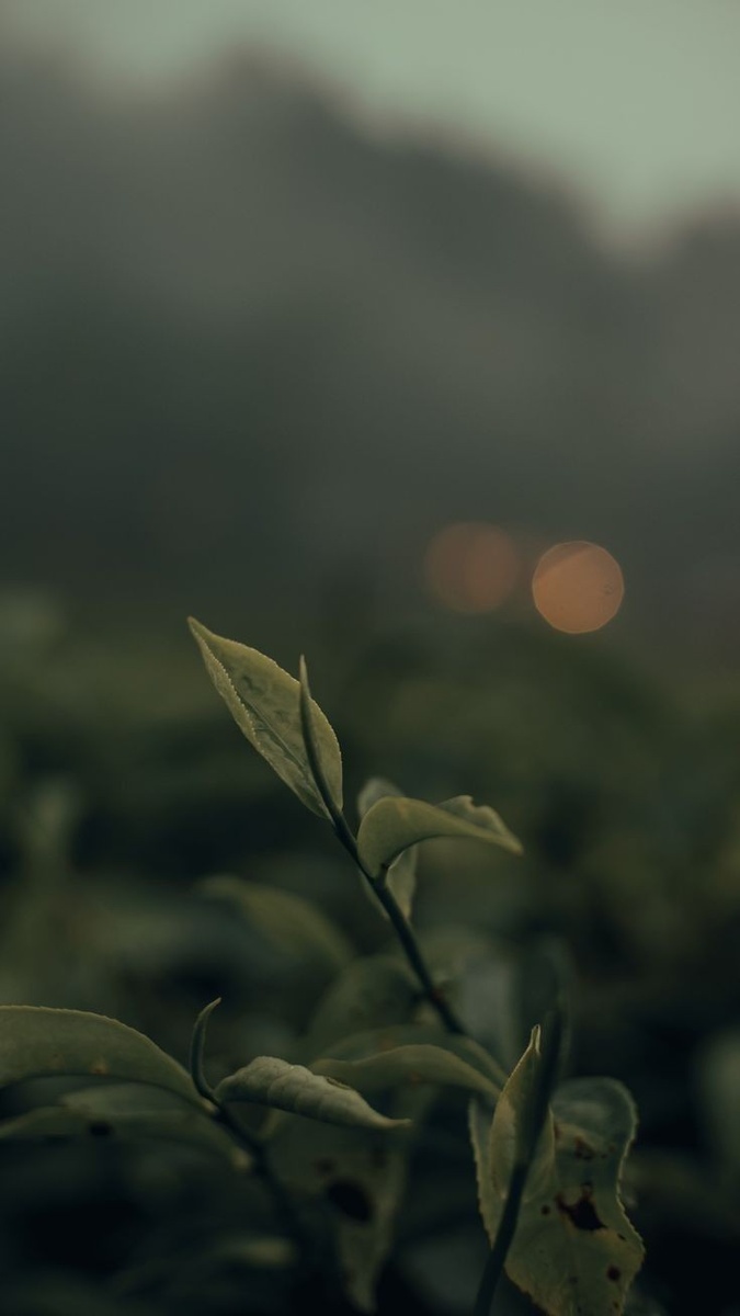 Иллюстрация, из открытых источников