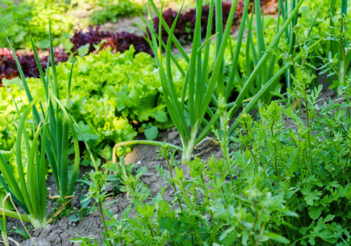 Источник фото: ogorod.ru