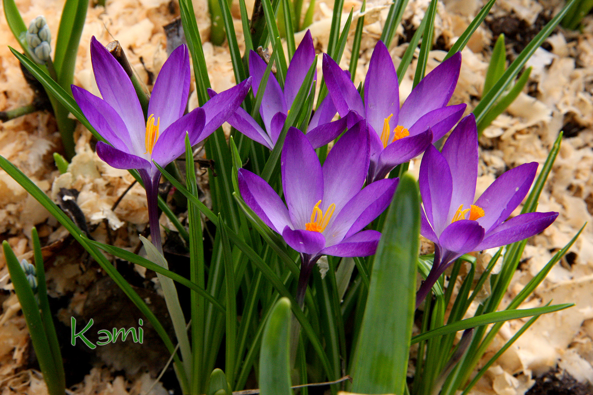 Видовые крокусы цветут одни из первых в моем саду. 8 апреля 2024 г.