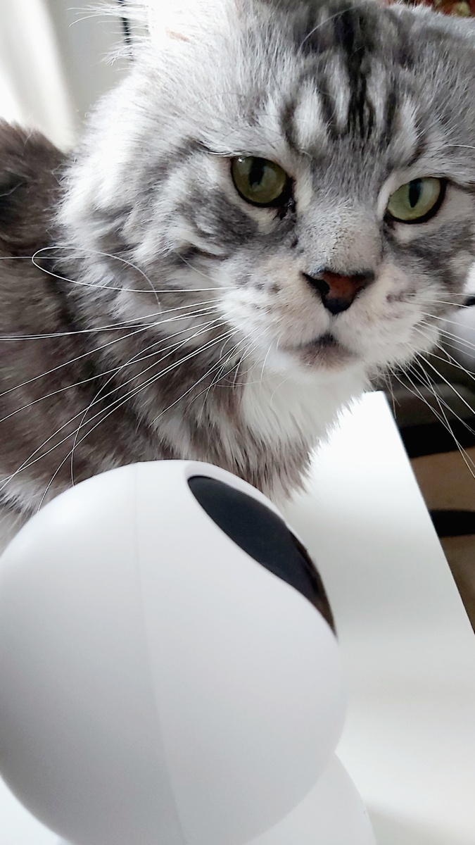 Знакомится со своим новым приятелем), носом такал, нюхал, вроде даже лизал.