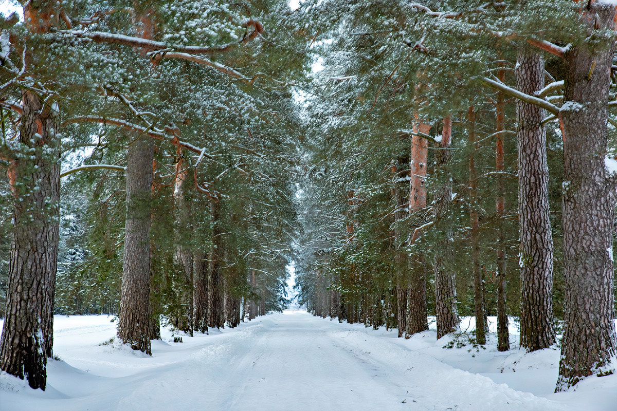 Будочная аллея