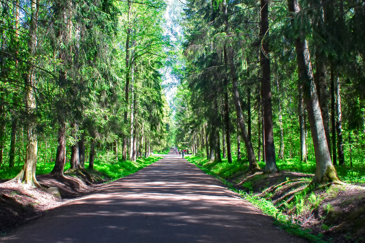 Аллея Молодого жениха