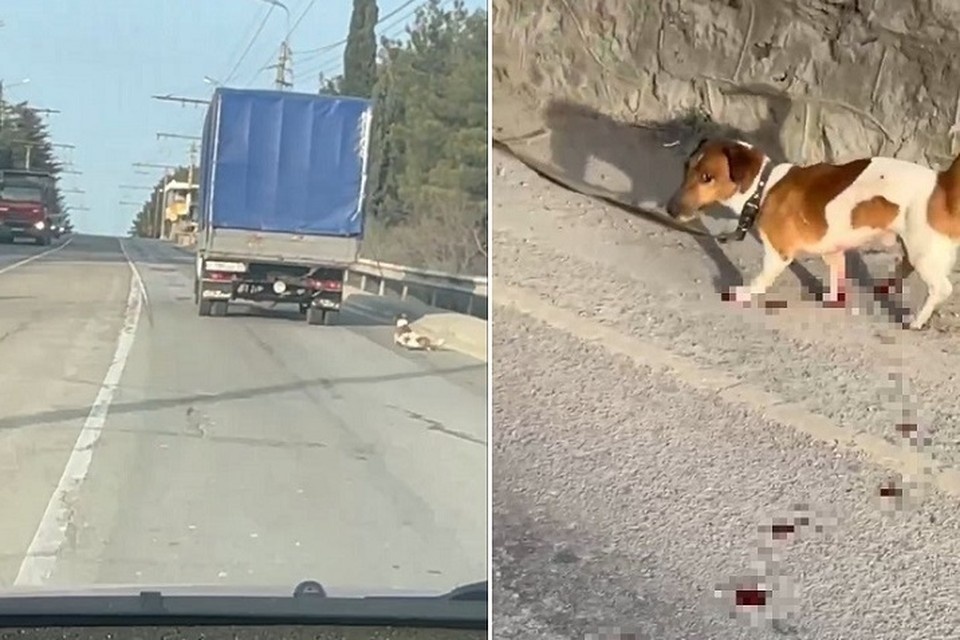    Водитель не видел, что за ним на привязи мчится пес, котрого он должен доставить в Волгоград. Скриншот из видео, предоставленного читателем КП-Крым