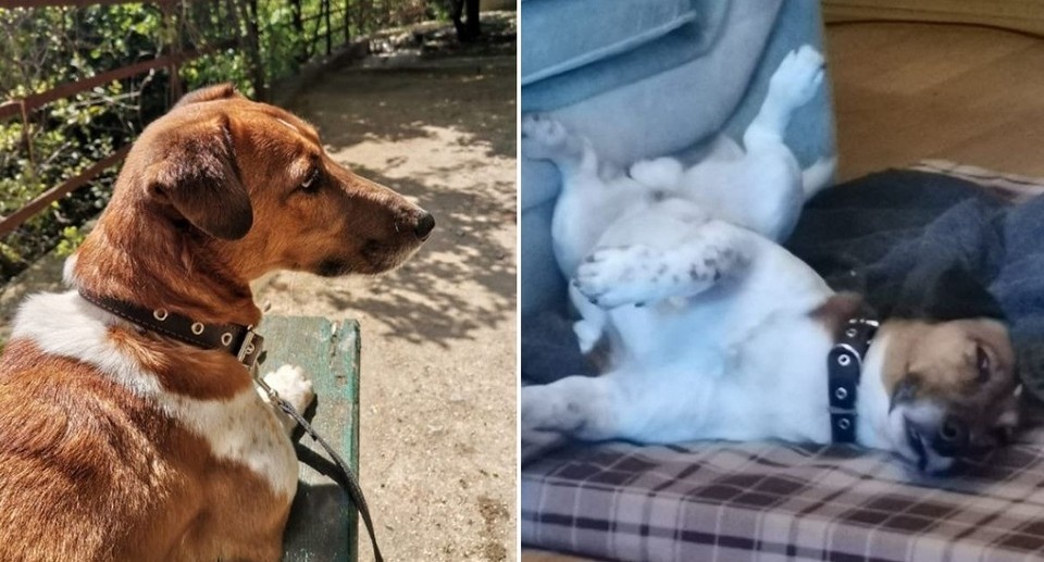    Бенни - домашний любимчик. Фото из личного архива семьи.