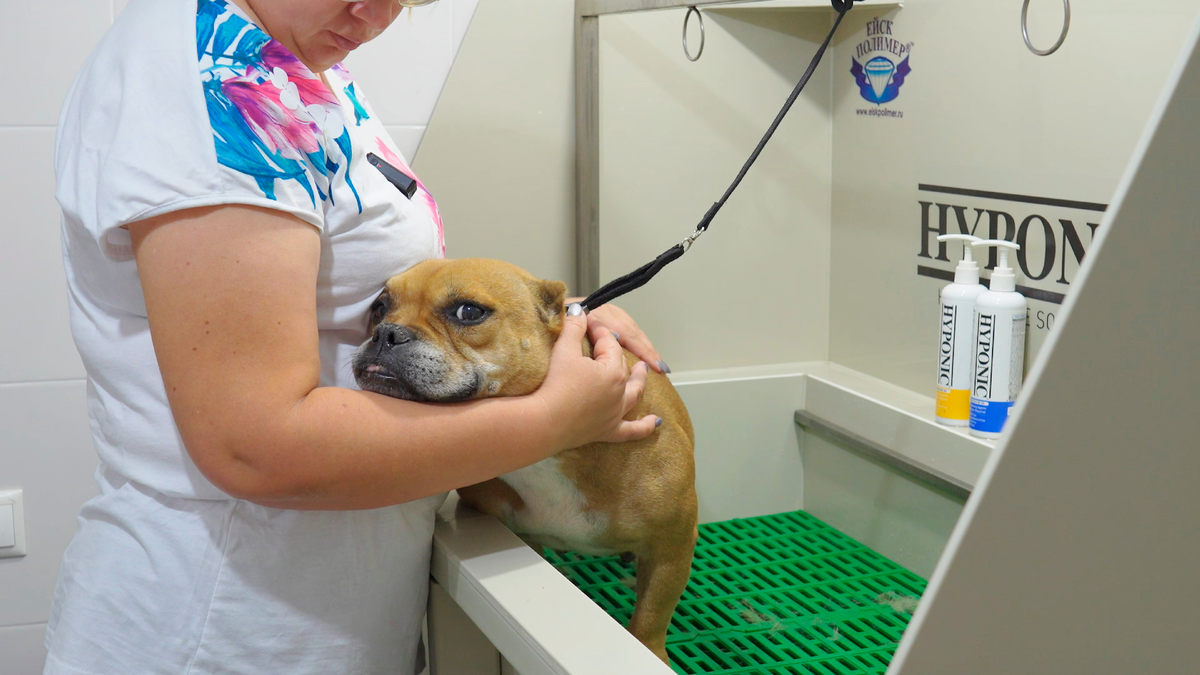 Яна ласкает Васаби