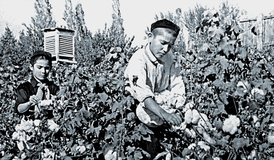 Сбор урожая в Узбекской ССР.