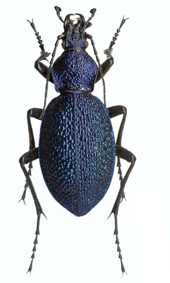 Кавказская жужелица, самец. Сканография А.И. Бибилова. 