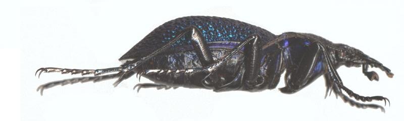 Вид справа. Сканография А.И. Бибилова