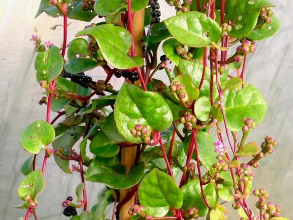 Базелла Заморский гость. Скрин фото из свободного доступа