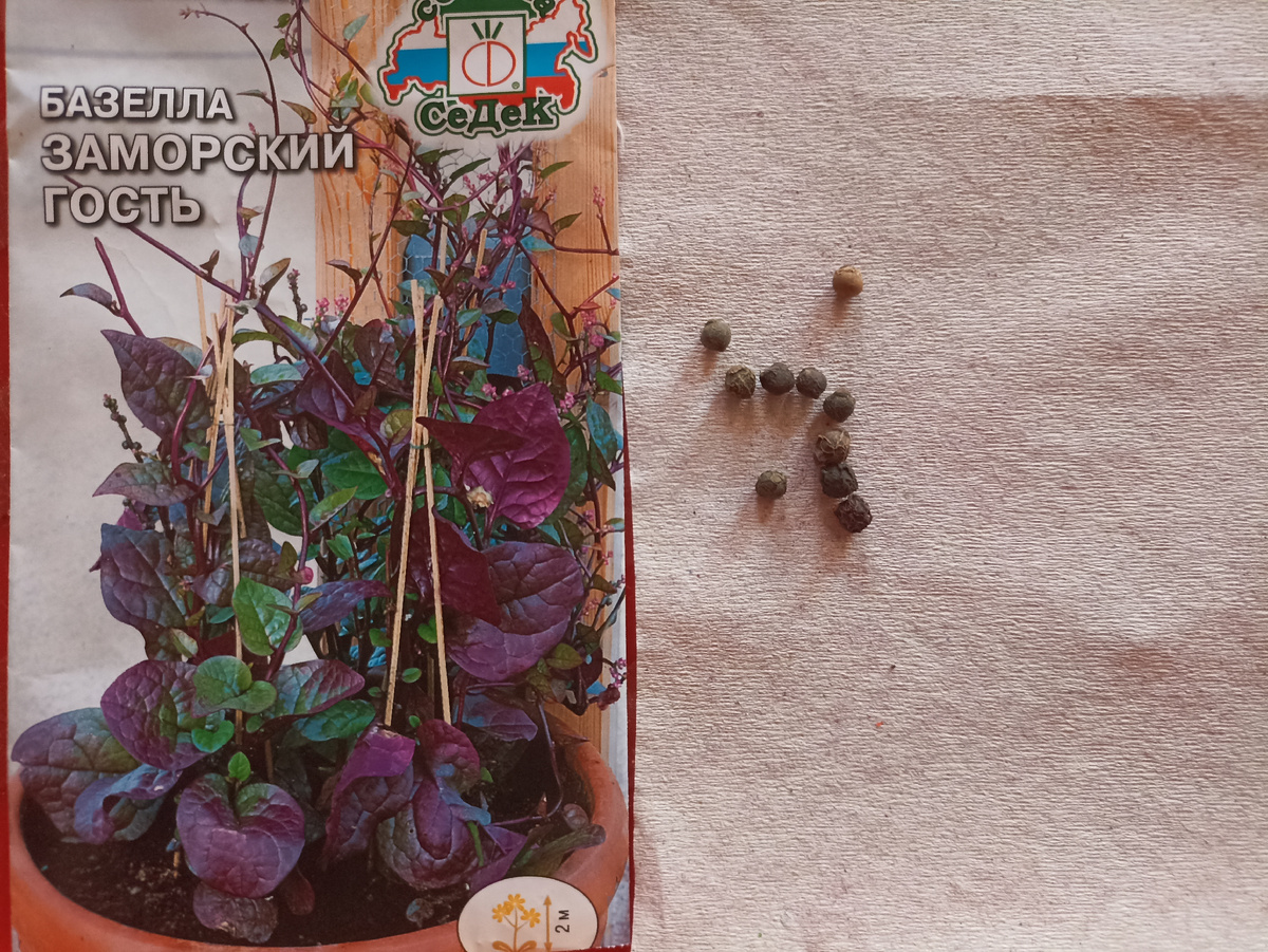 Семена базеллы Заморский гость, в пакете 0,25 г (10 шт). Фото автора