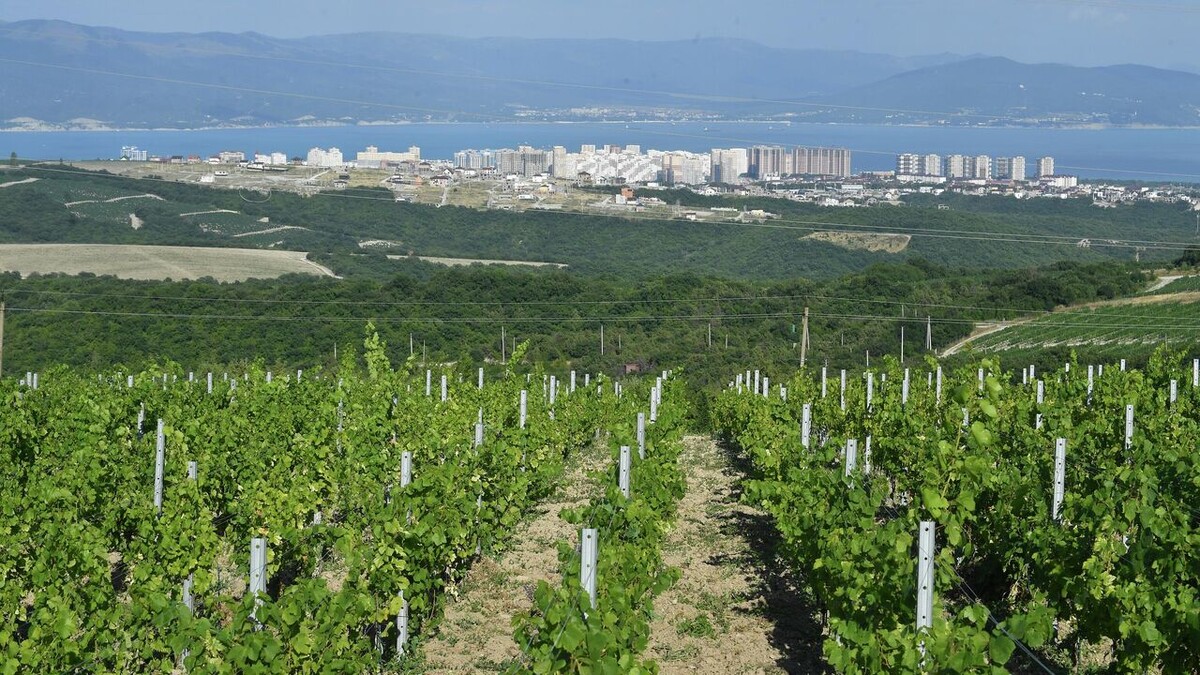 Фото: РИА Новости / Михаил Воскресенский