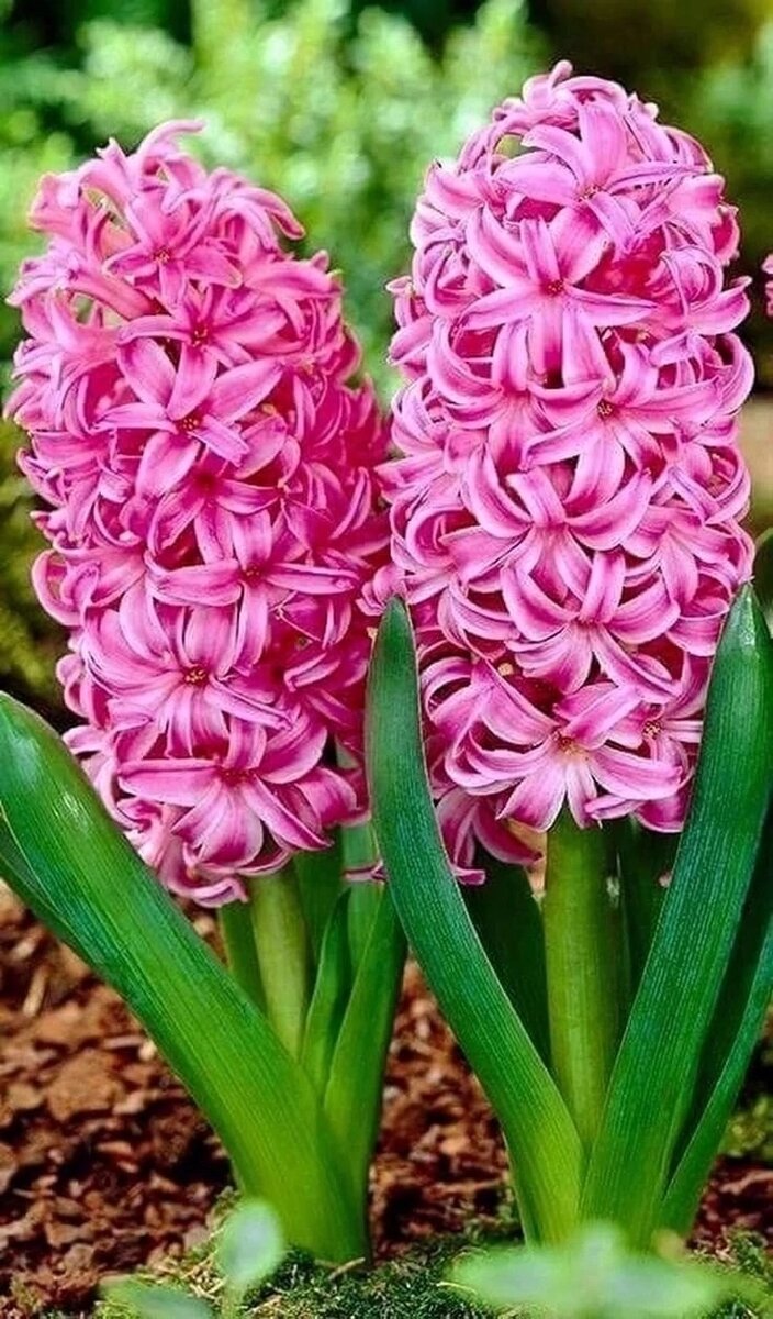 Первоцветы