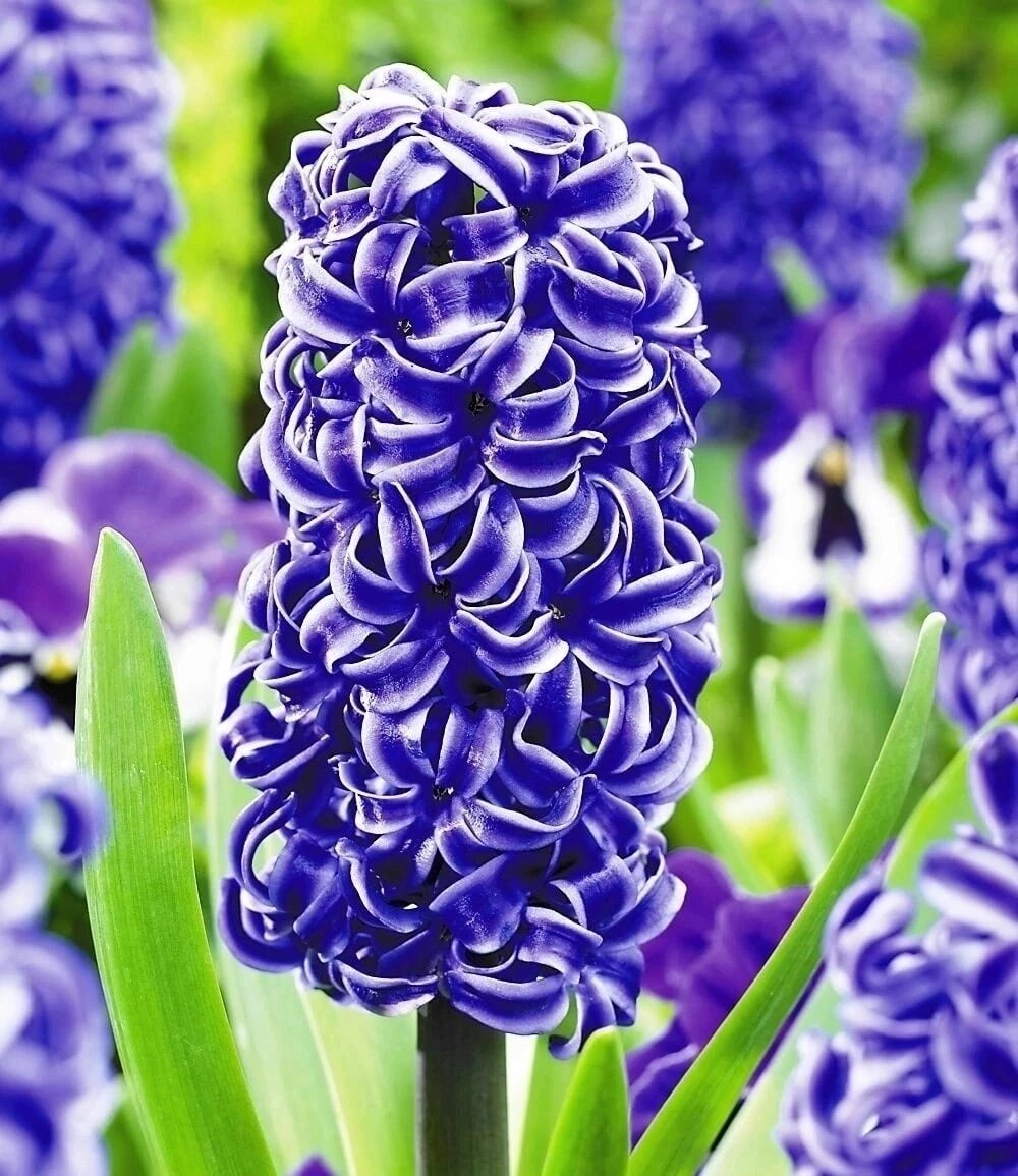 Прекрасный Гиацинт