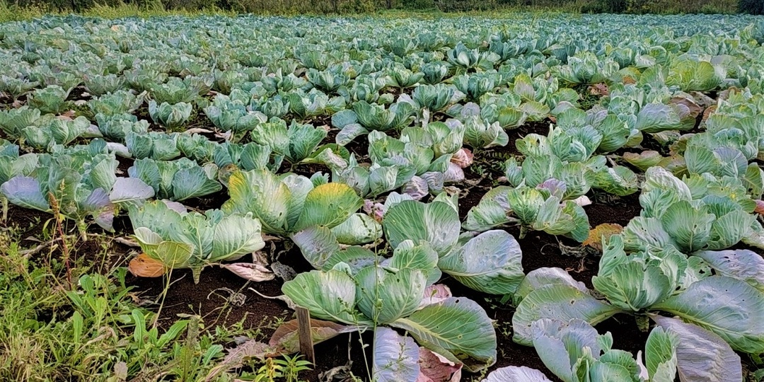 Все виды КАПУСТЫ от посева до высадки в грунт: выращиваем крепкую рассаду