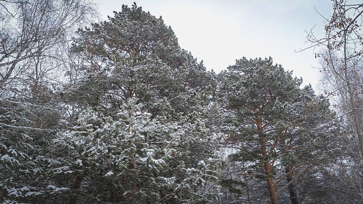     Источник: 1MI