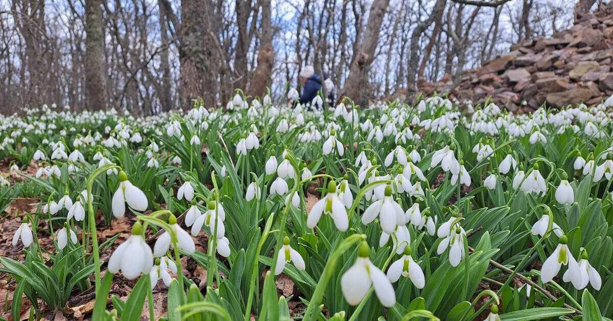Цветение подснежников на Аю-Даге. Фото из свободного доступа