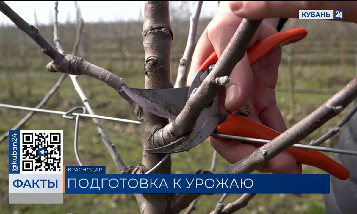    Видео канала «Кубань 24»