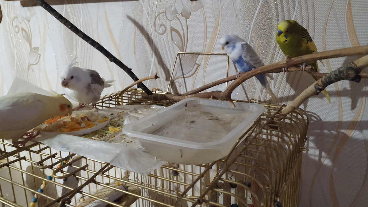 Слева направо: Милашка, Плюша, Симочка и Ромочка