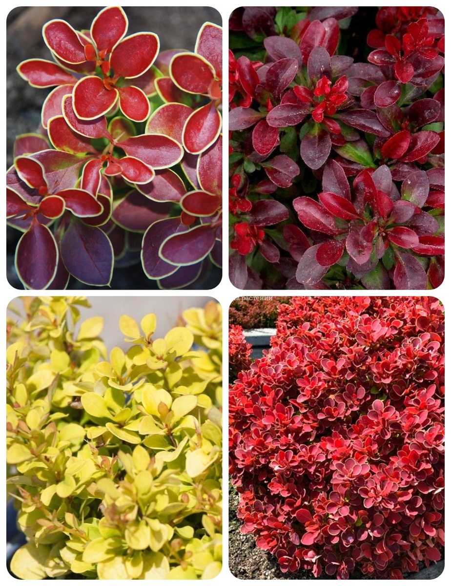 Фото: листва барбарисов разных сортов