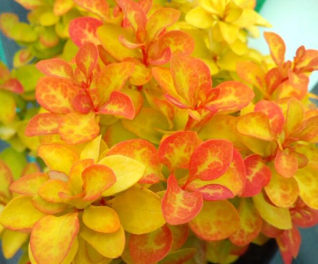 Самые яркие сорта барбариса для сада