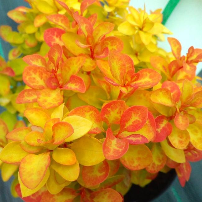 Фото: сорт барбариса Саммер Сансет