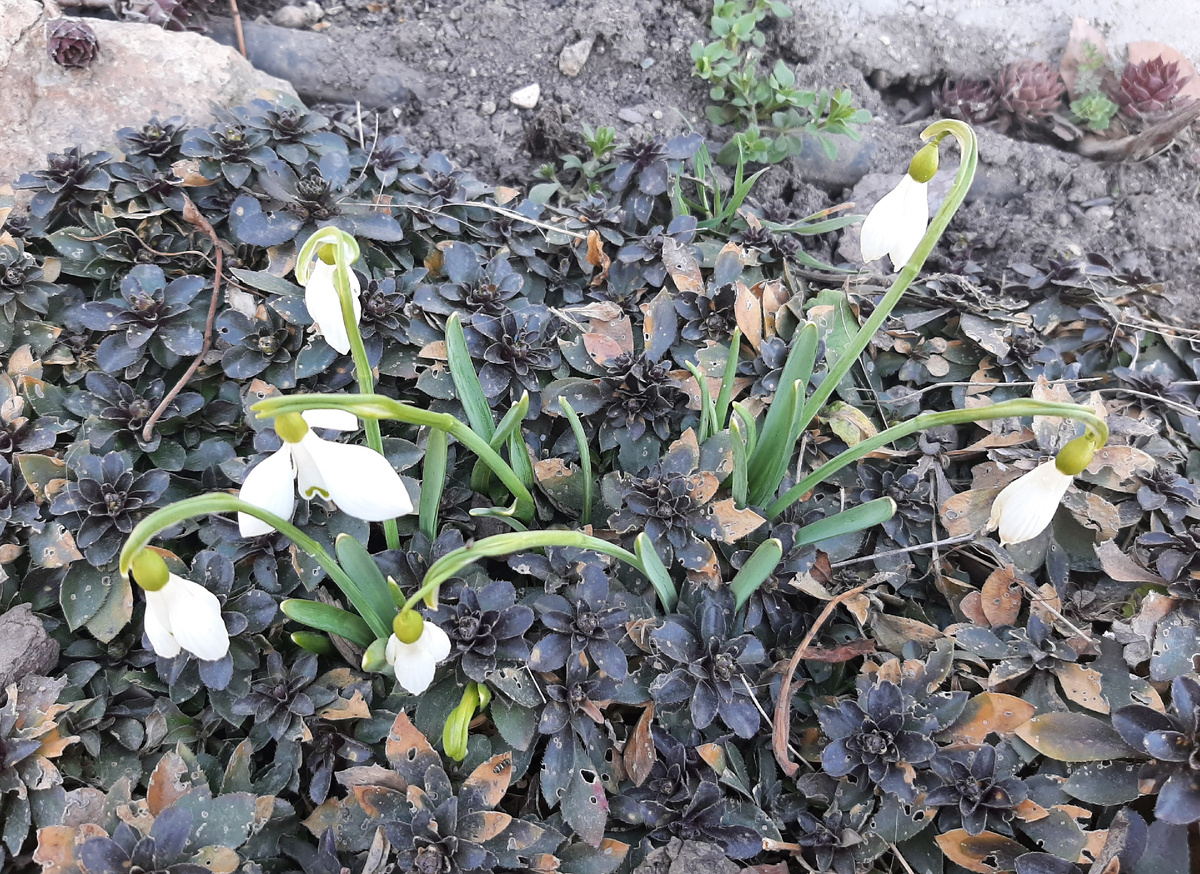 Старые лесные галантусы