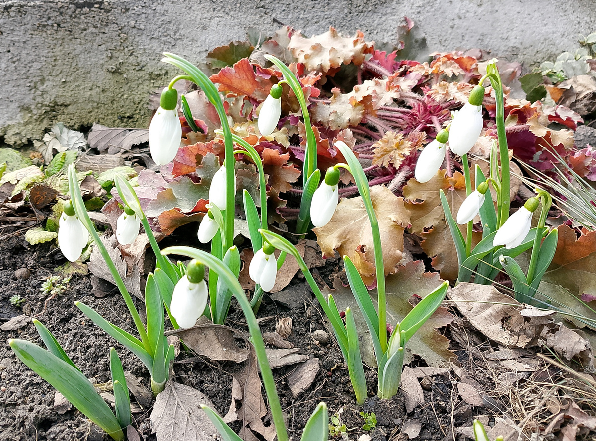 Галантусы с ярмарки