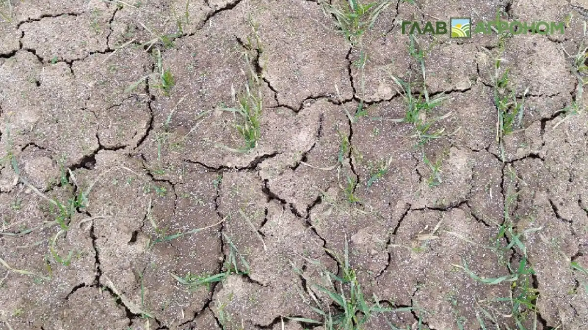 Фото:© Дмитрий Костюкевич / Glavagronom.ruВажно сохранить оптимальную естественную структуру почвы