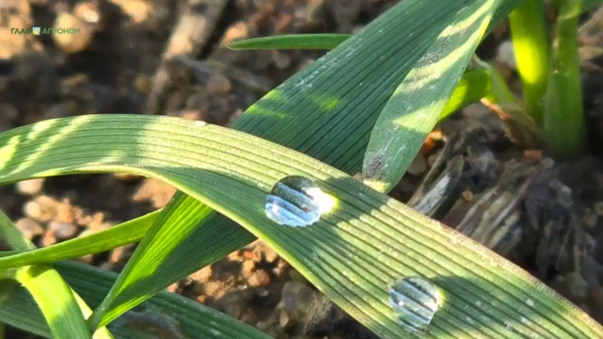 © Владимир Исаенко / Glavagronom.ruФото:© Владимир Исаенко / Glavagronom.ruУченые НЦЗ имени П.П. Лукьяненко рассказали, как спасти озимые весной