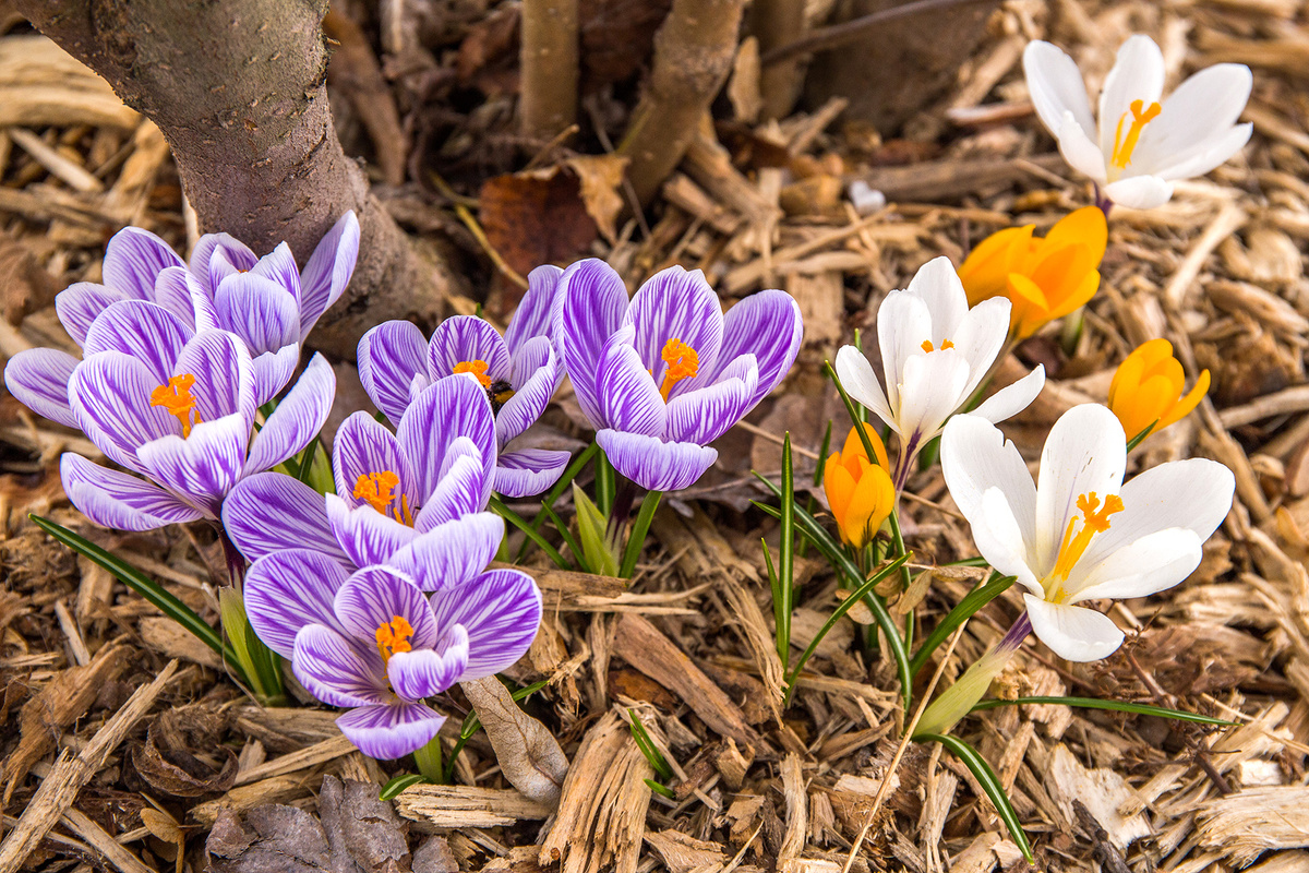 Цветение крокусов в саду  Питомника Савватеевых