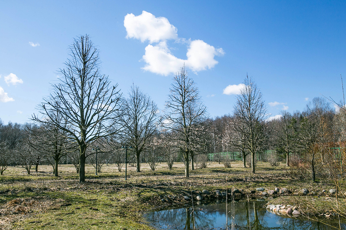 Весенний сад в  Питомнике Савватеевых
