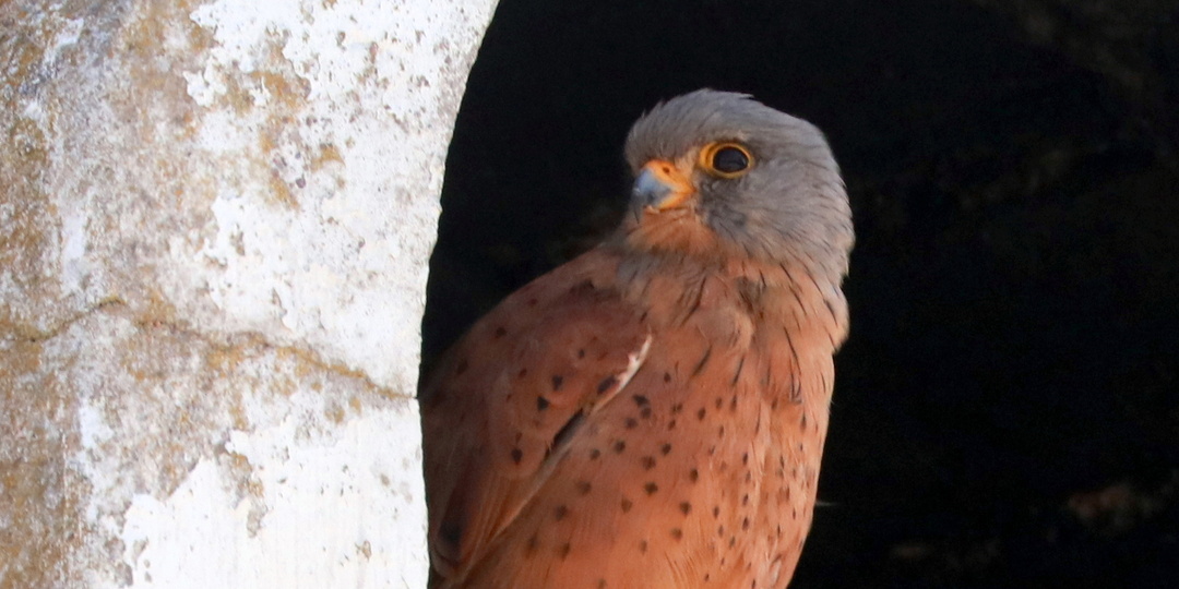 Скальная пустельга / Falco rupicolus