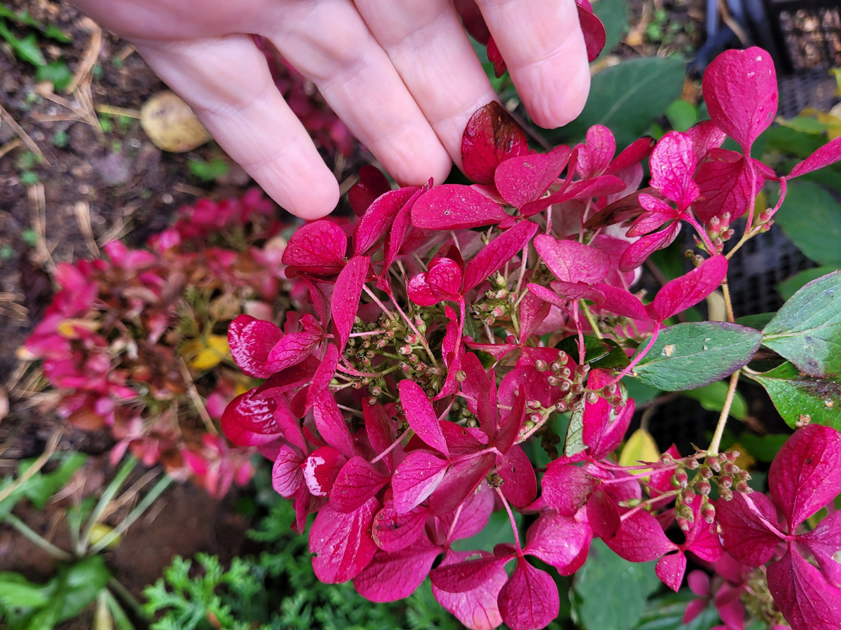 Диамант Руж