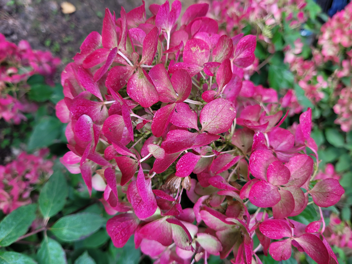 Диамант Руж