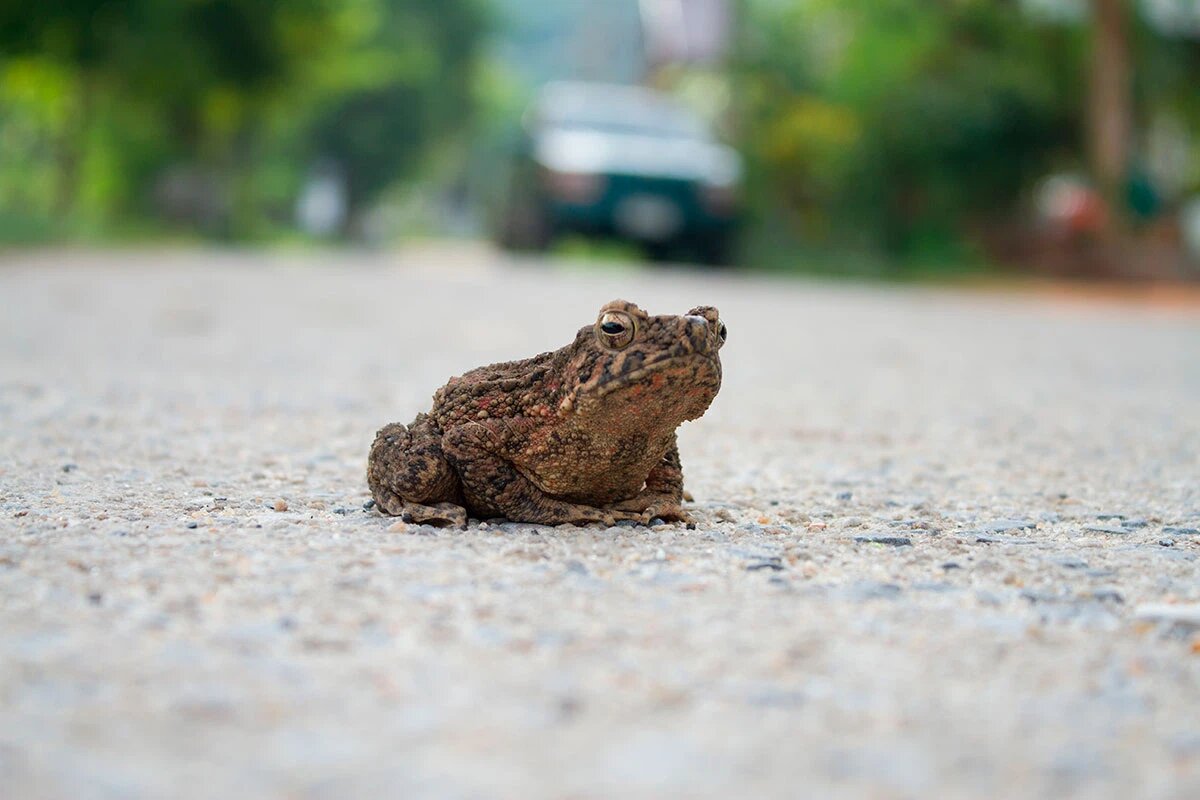    Фото: Nongnut Moijanghan / Shutterstock.com
