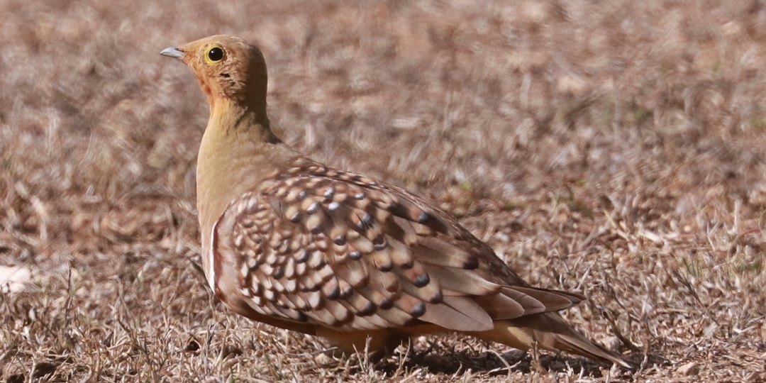 Южноафриканский рябок / Pterocles namaqua