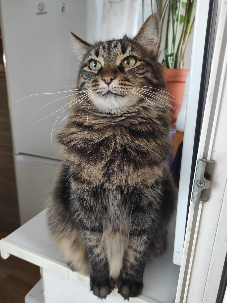 Хде паштет? 