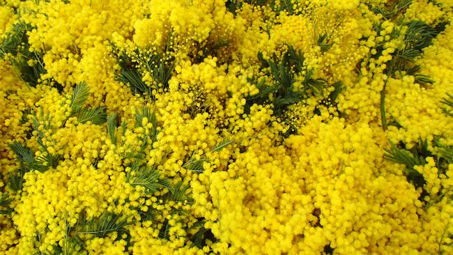 Мимоза в Провансе. Фото автора