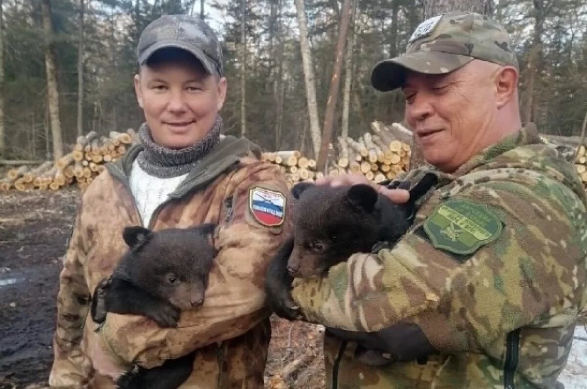    Малышек медвежат спасли в Приморье от неминуемой гибели