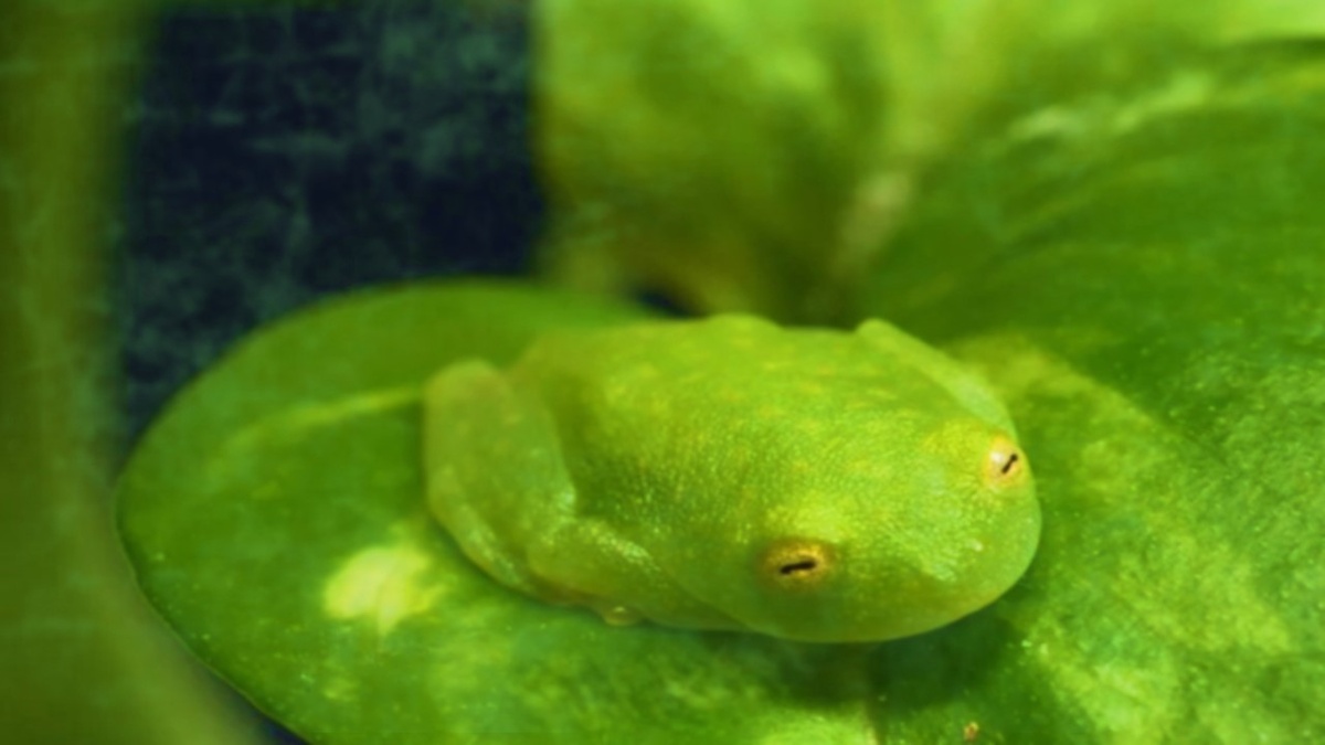 Стеклянная лягушка: невидимка с прозрачным телом. Уровень маскировки 100% 