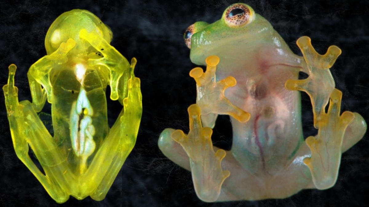 Стеклянная лягушка: невидимка с прозрачным телом. Уровень маскировки 100% 