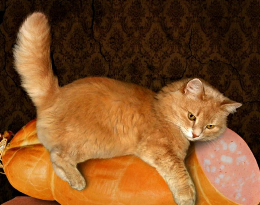 Любительская - ничем не хуже! Если ты - кот. 