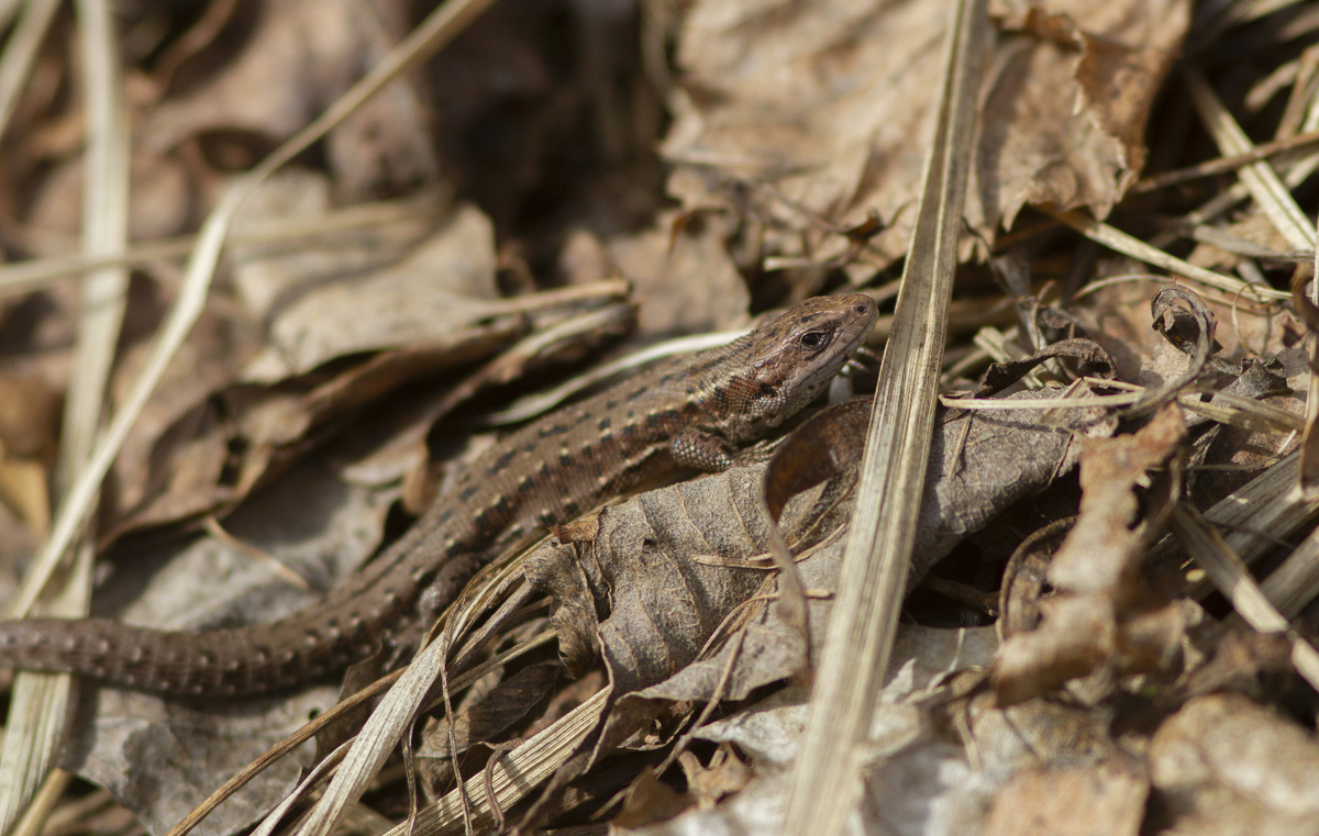 Живородящая ящерица (Zootoca vivipara) в Мытищах. 10.03.2025.