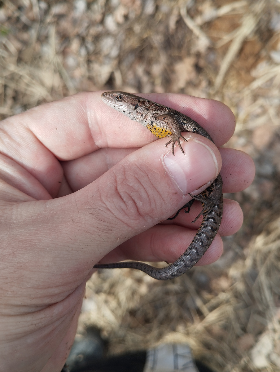 Самец живородящей ящерицы (Zootoca vivipara) в Мытищах. 10.03.2025.
