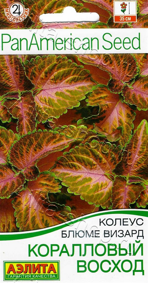 Колеус Блюме Визард Коралловый восход