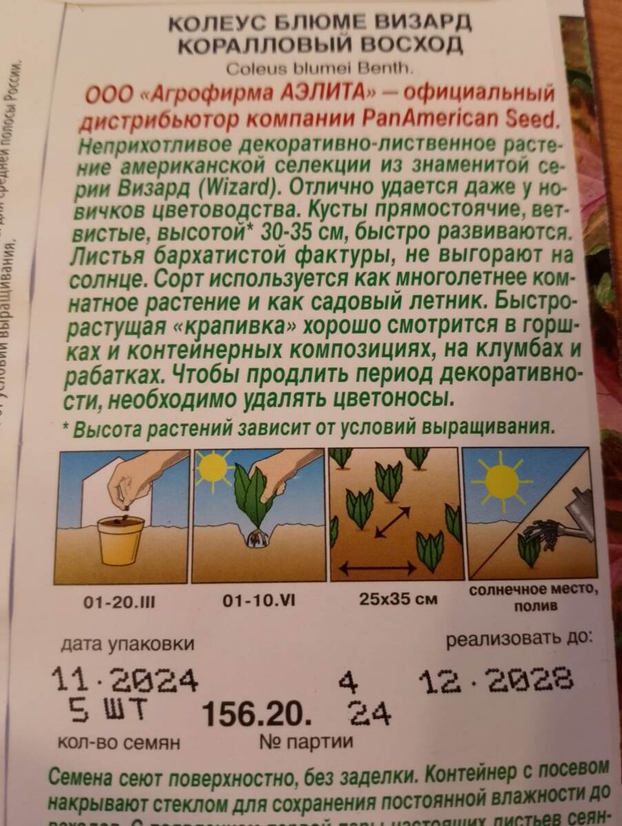 Колеус Блюме Визард Коралловый восход