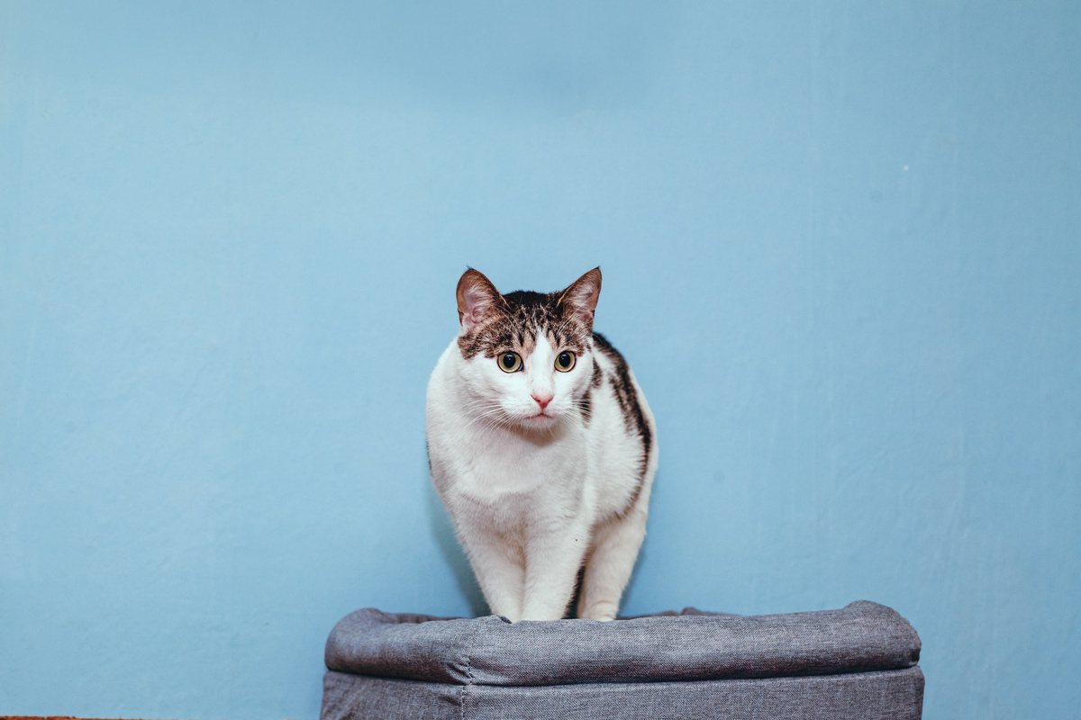 Пока у меня есть только временный дом и котодом, спасибо читателям канала!