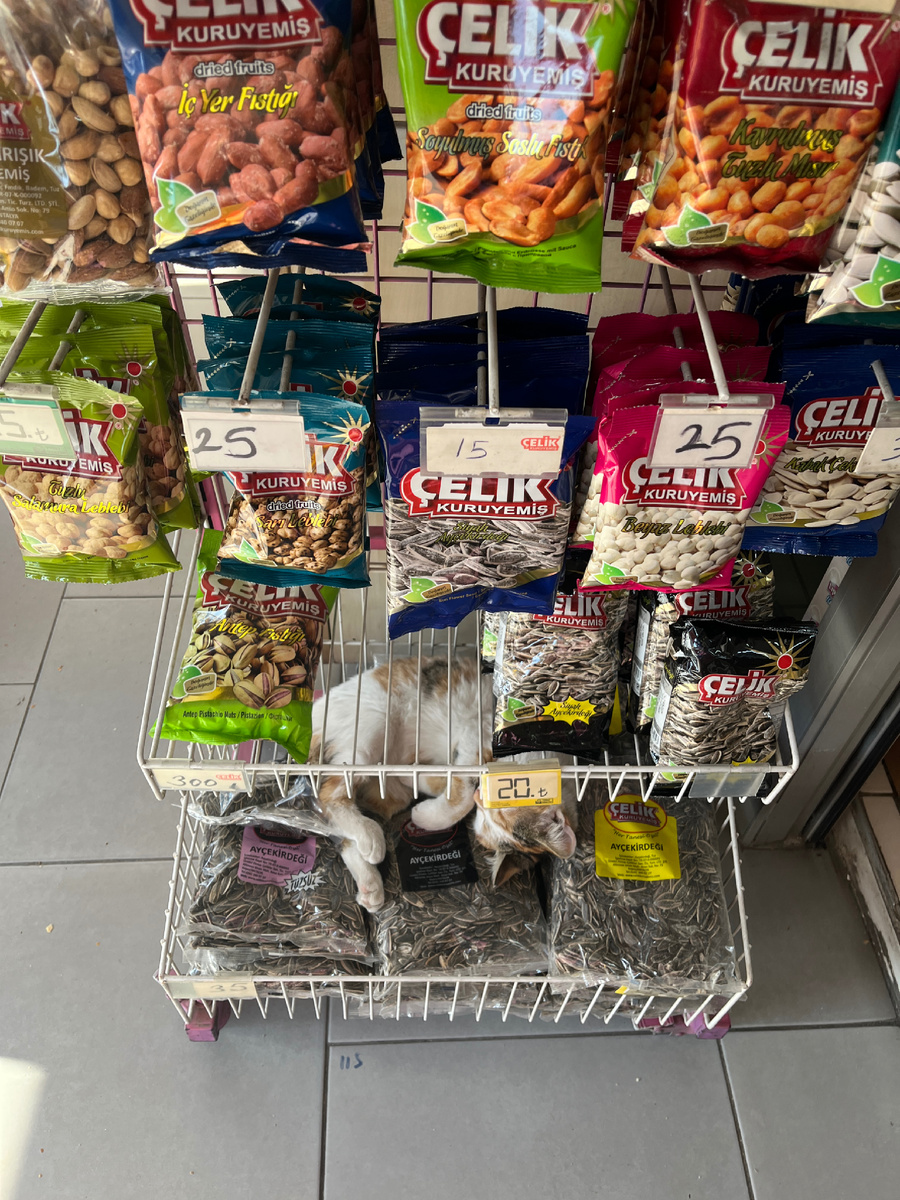 В Турции коты повсюду и это не может не радовать )