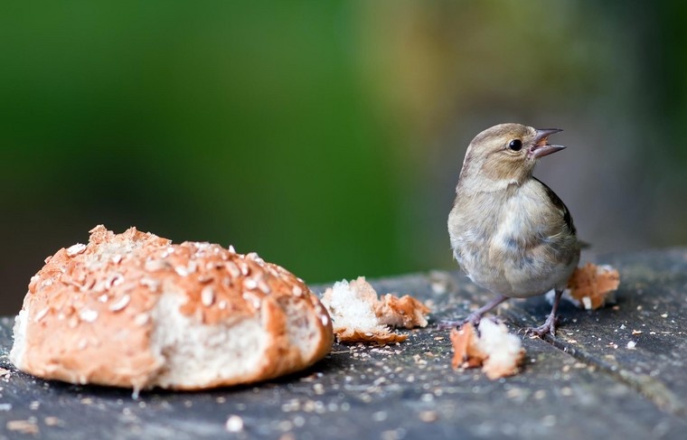    Shutterstock/FOTODOM