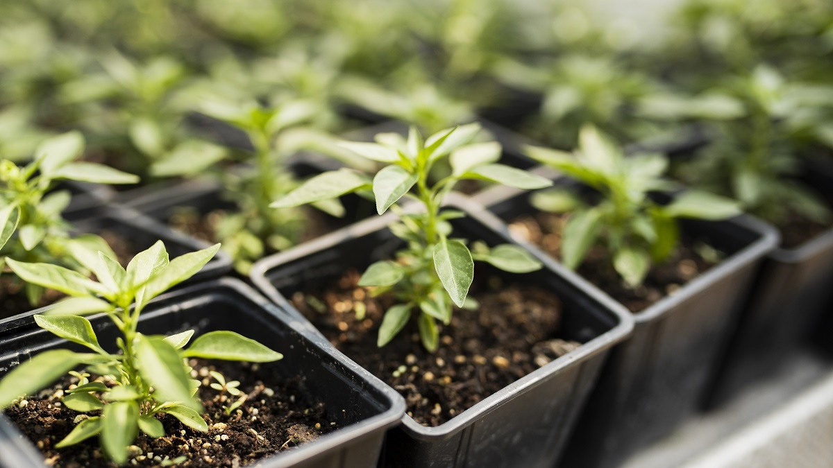    15 марта на Руси сеяли семена помидоров и перца. Фото: Freepik